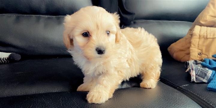 $350 : Perritos Maltipoo Special image 2