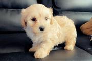 $350 : Perritos Maltipoo Special thumbnail