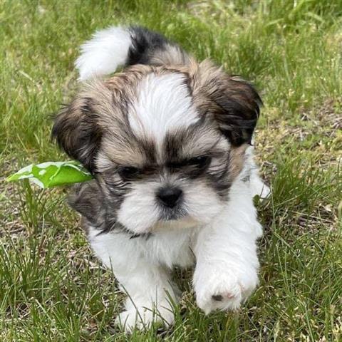 $300 : Cute shih tzu puppies image 3