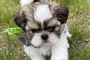 $300 : Cute shih tzu puppies thumbnail