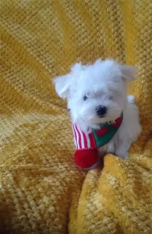 $400 : maltese puppies image 3