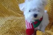 $400 : maltese puppies thumbnail