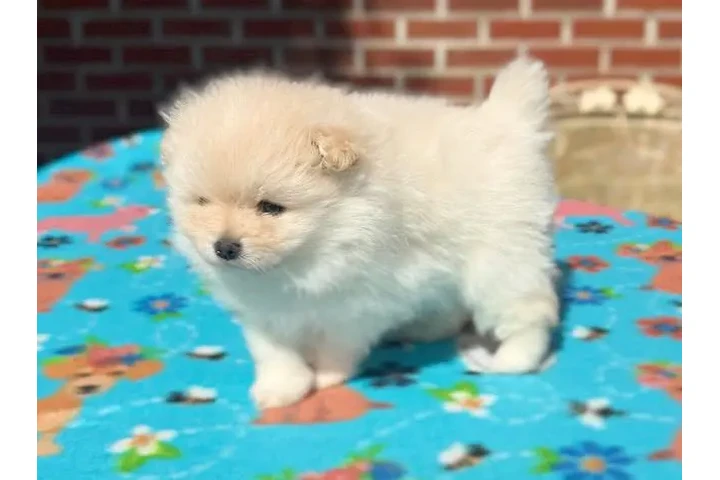 $400 : Pomerania taza de té disponibl image 1