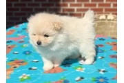 Pomerania taza de té disponibl en Atlanta