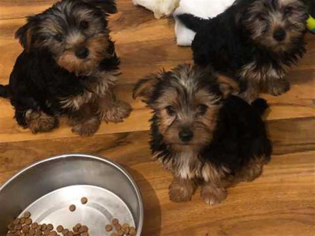 $300 : cachorros yorkie disponibles image 1