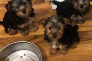 cachorros yorkie disponibles en Modesto