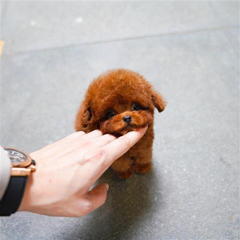 $400 : TOY POODLE PUPPY image 4