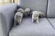 $380 : Scottish kittens kittens thumbnail