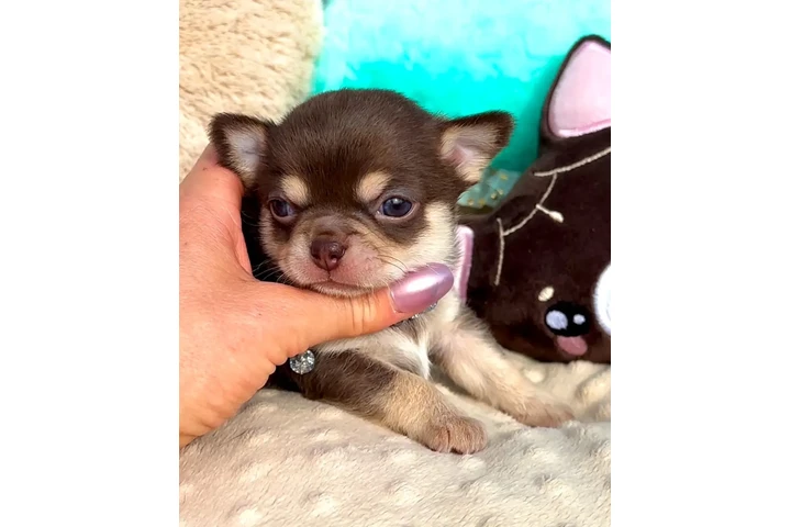 $250 : Chihuahua puppies are still av image 2