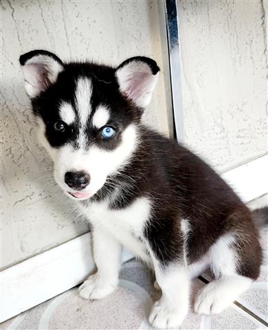 Cachorros Husky Siberianos image 4