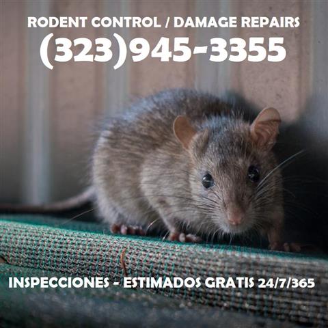 RODENT'S CONTROL LOS ANGELES image 3