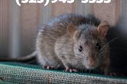 RODENT'S CONTROL LOS ANGELES thumbnail