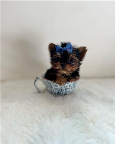 $350 : Yorkies a la venta image 1