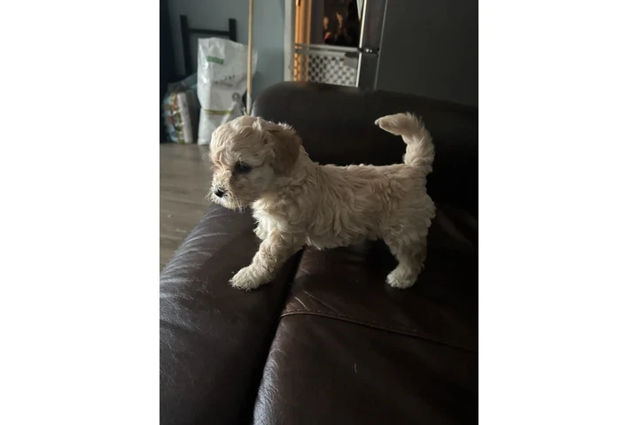 $550 : PERRITAS EN VENTA image 3