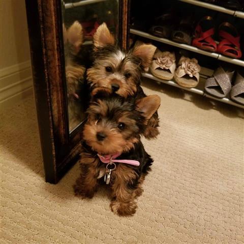 $350 : Yorkies a la venta image 1