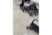 $350 : Lab/Corso puppies thumbnail