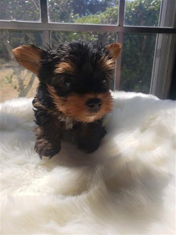 $250 : Teacup Yorkie Puppies image 2