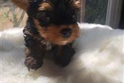 $250 : Teacup Yorkie Puppies thumbnail