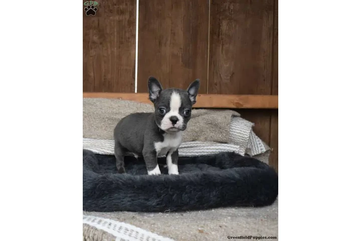 $480 : Boston Terrier puppy for sale image 1