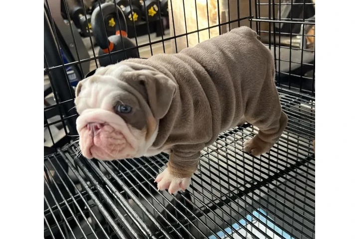 $350 : Cachorros Bulldog Inglés image 4