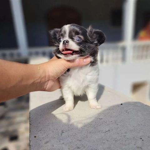$300 : Chihuahua miniatura disponible image 2
