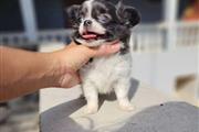 $300 : Chihuahua miniatura disponible thumbnail