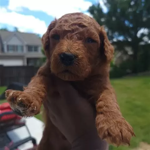 $800 : HYPO F313 GOLDENDOODLE image 1