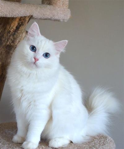 $400 : Beautiful Ragdoll  Kittens image 2