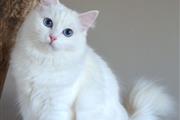 $400 : Beautiful Ragdoll  Kittens thumbnail