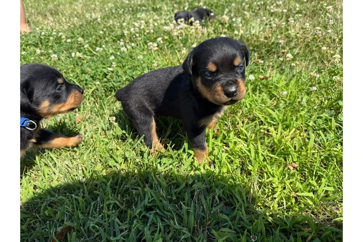 $350 : Cachorros Rottweiler en venta image 2