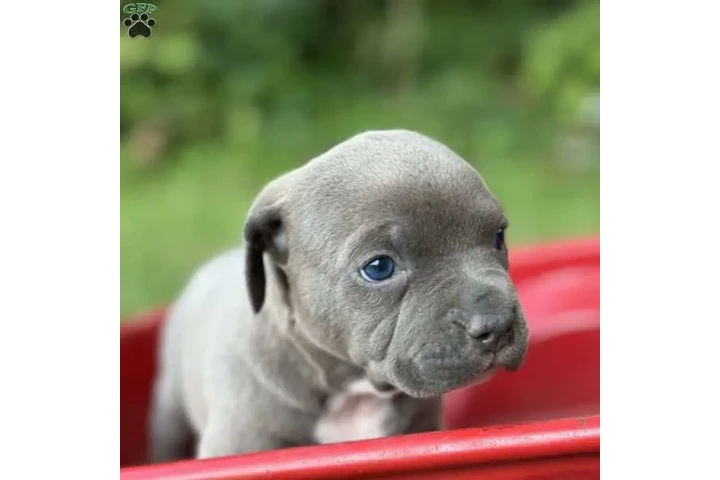 $350 : cachorros de pitbull image 1