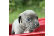 cachorros de pitbull en Austin