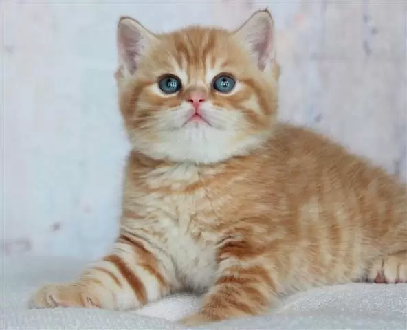 $240 : Gold British Shorthair Ready image 2