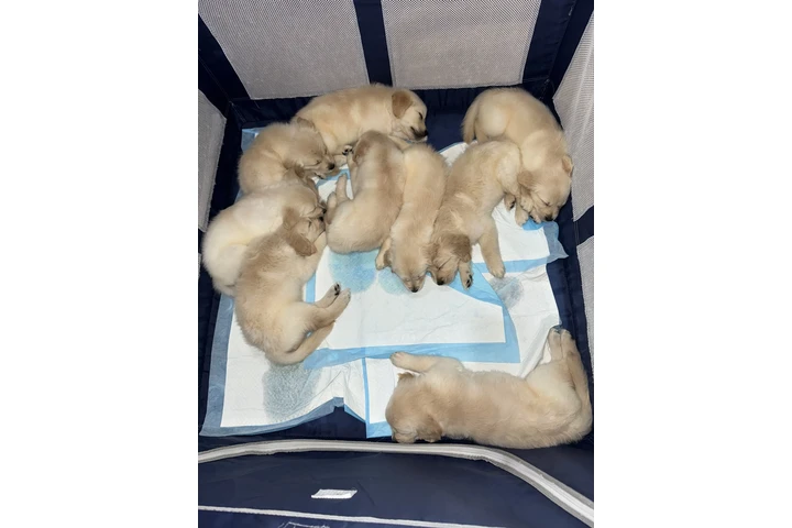 $1000 : Golden puppies image 2