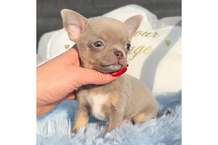$250 : Chihuahua puppies tea cup image 5