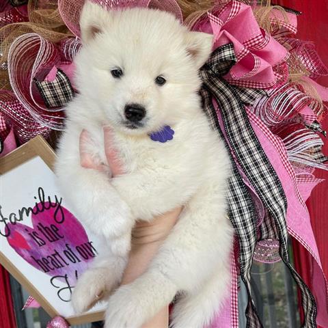 $500 : Siberian Husky Puppies image 3
