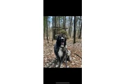 $1000 : 5 years old Caucasian Shepherd thumbnail