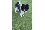 Cachorro chiquito en San Bernardino