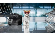 IATA guidelines for traveling en Dallas