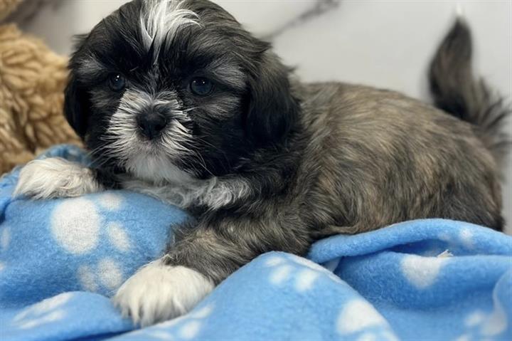 $350 : Shih tzu puppies for adoption image 2