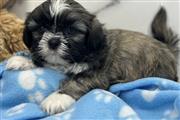 $350 : Shih tzu puppies for adoption thumbnail