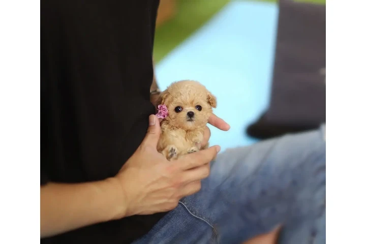 $350 : Micro Poodle image 4