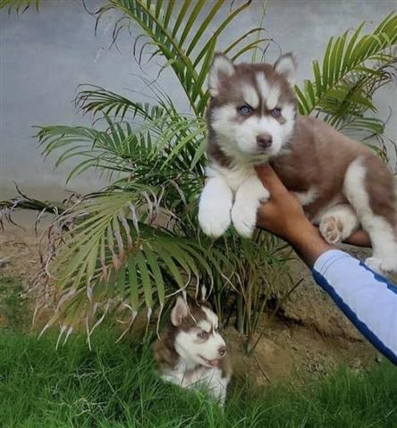 $400 : Siberian Husky image 1