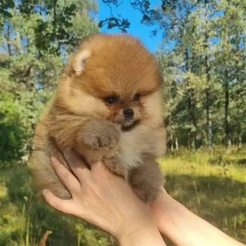 $400 : Pomerania en venta image 2