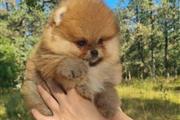 $400 : Pomerania en venta thumbnail