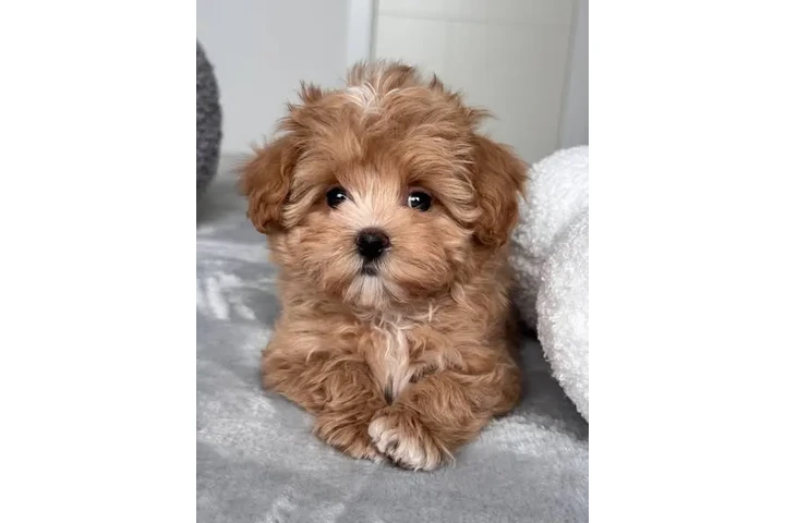 $350 : adorable Maltipoo image 3