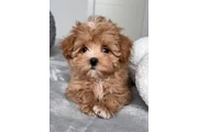$350 : adorable Maltipoo thumbnail