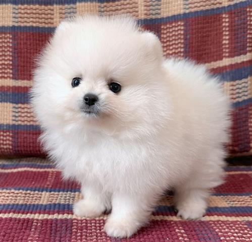 $400 : Cachorro Pomerania taza image 1