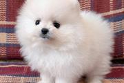 Cachorro Pomerania taza en Orange County