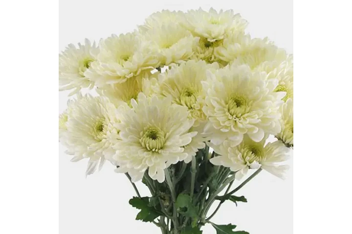 Rosas Premium y Arreglos image 5